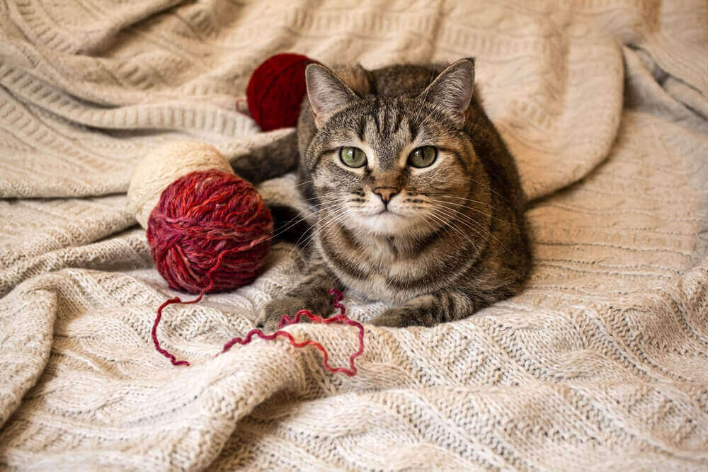 Cat with balls of yarn.
