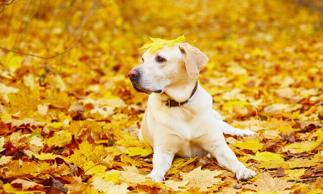 Labrador retriever is playing in the leaves in autumn